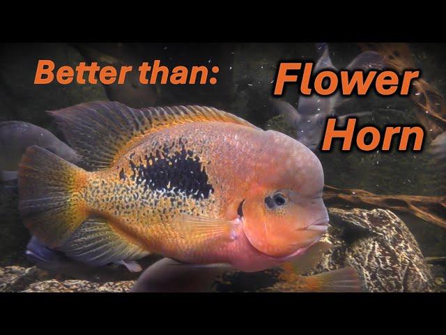 Better Than a Flowerhorn- Vieja Bifasciatus Rio Chacamax, or red spotted cichlid