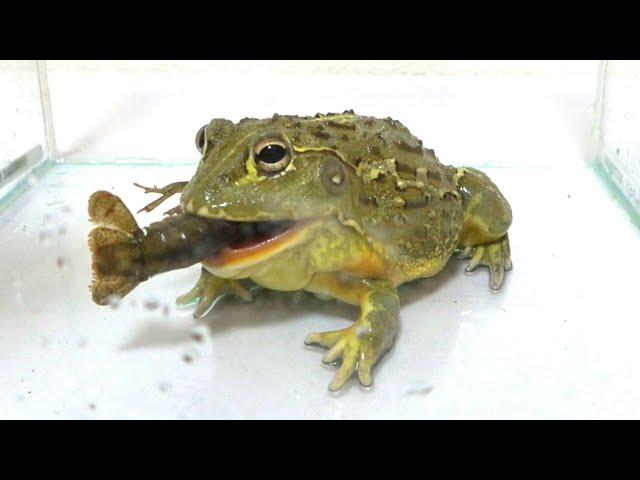 African bullfrog, horned frog, and crayfish were swallowed, and predation was dangerous