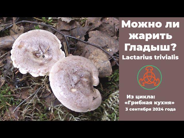 Можно ли жарить Гладыш? Lactarius trivialis. Грибная кухня .3 сентября 2024 года