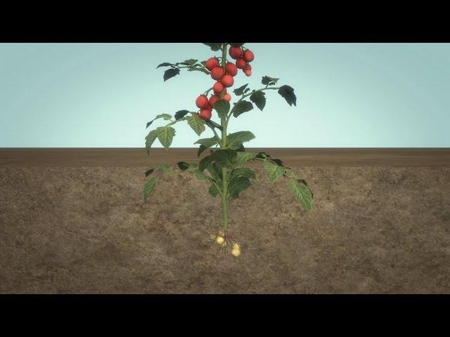 The Tomtato: Single plant produces both tomatoes and potatoes