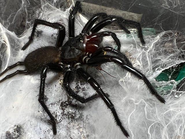 Rehousing Funnel Webs , Curtain Webs , and the L fallax