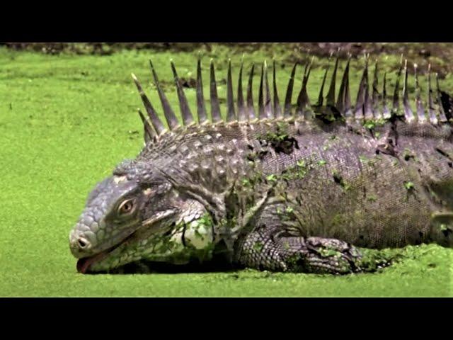 Animals Of The ABC Islands | Wild Caribbean | BBC Earth