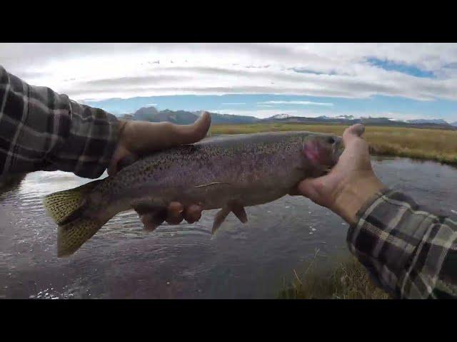 Explosive Upper Owens River Trout Fishing (Eastern Sierra)