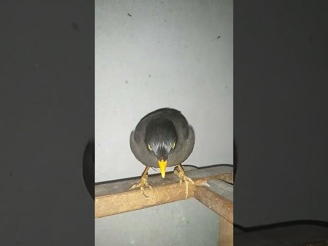 VP...BLOGER