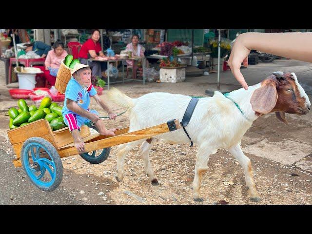 Cutis Takes Goat To Harvest A Lot Of Avocados Go Market Sell