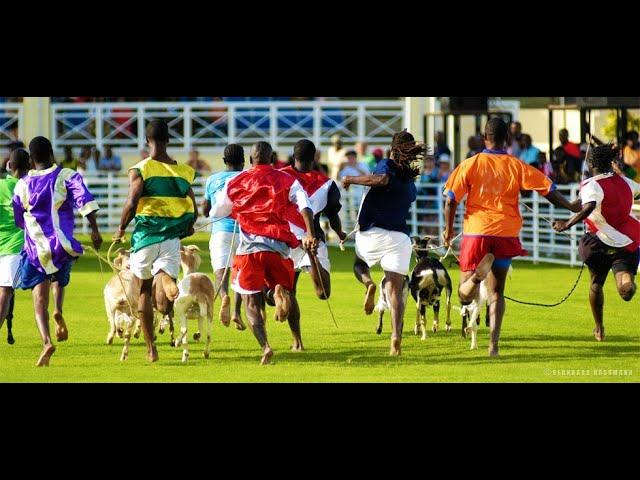 Buccoo Goat Race Festival