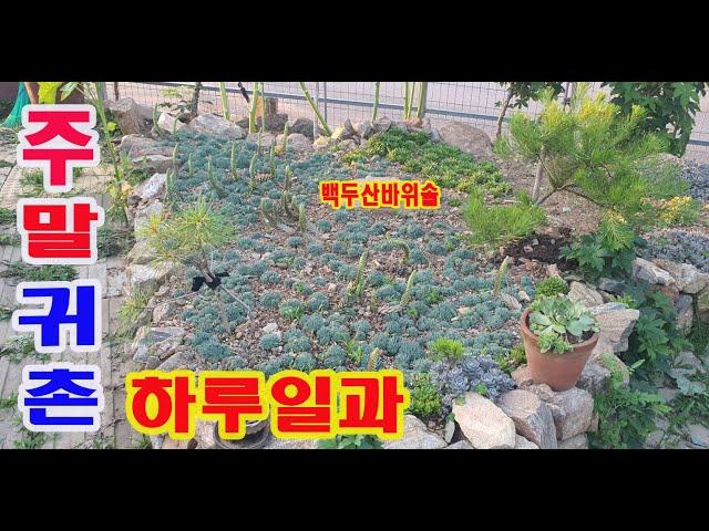 주말귀촌하여 시골서의 하루일상을 총정리하여 보았습니다...?