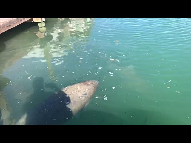 Shark feeding at the Two Conchs Dock