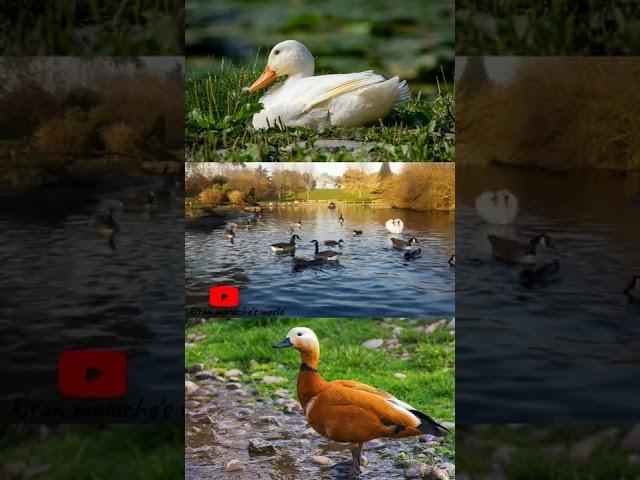 amazing information about duck.#shorts#duck