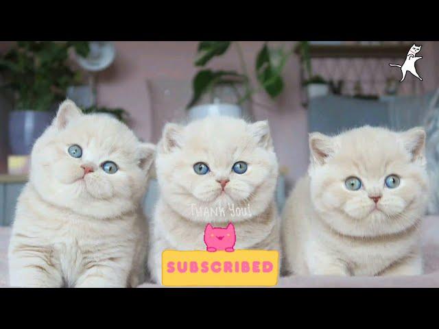 زیباترین بچه گربه های دوست داشتنی و جالب ترین کارهاوعکس العمل های پیشی هاaww baby cat beautiful‍⬛