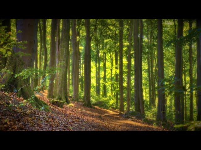  4K - Relaxing Nature Sounds For Stress Relief, Forest Sounds, Bird Song