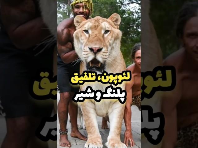 لئوپون حاصل جفتگیری پلنگ و شیر#دانستنی #podcast #shortvideo #shorts #short #پادکست #lien #tiger