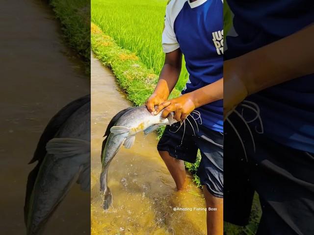 Amazing Hand Fishing #fish_video #best_fishing #fishing #reaction #edit #fish #catchbigfish