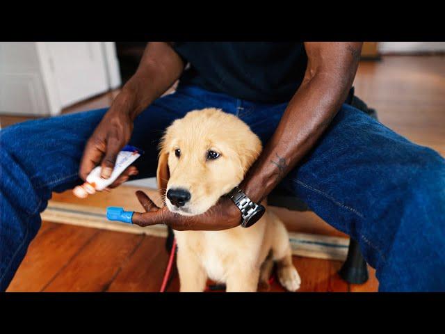 How to Brush Puppy's Teeth (for the First Time!) | Argos Clips