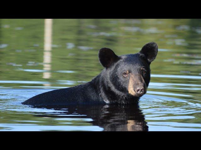 Wild Black bear comes to greet me. Gets annoyed I have no food.