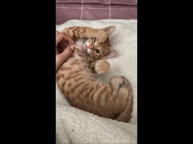 안냥? 인사하는 아기 고양이 리옹이