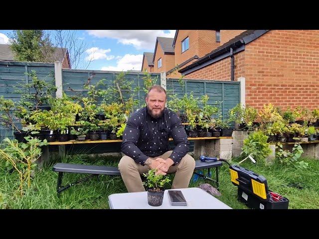 Can you create edible bonsai??