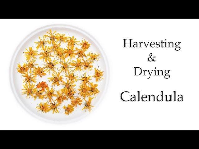 How to Harvest and Dry Calendula Flowers