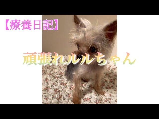 【療養日記】頑張れルルちゃん 〜2022.10.22 #頑張れルルちゃん #yorkie #yorkshire #yorkshireterrier