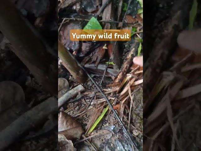 Have you ever seen this? #shortvideo #shorts #short #wildfruit #nature