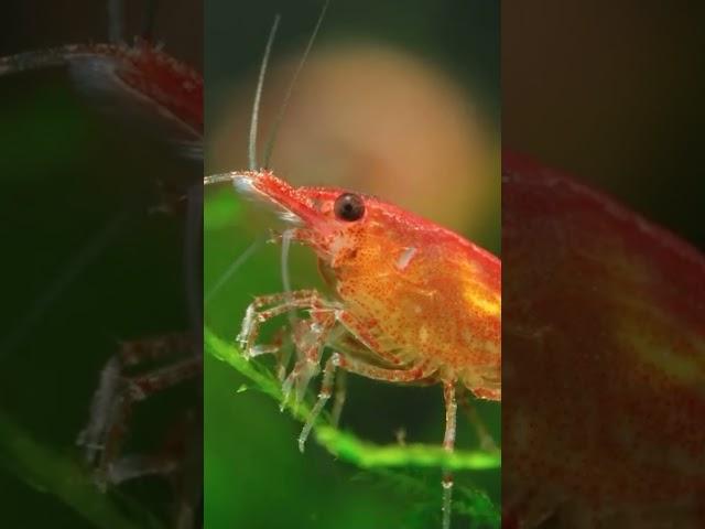 FASCINATING SECRETS UNVEILING THE MYSTERY OF SHRIMP'S TINY HEART #ghoststoriesdoctv #shorts