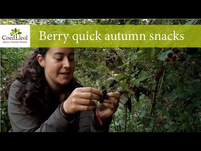 Berry quick autumn snacks | Coed Lleol (Small Woods Wales)