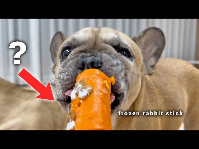 My Dogs HATED Carrots Until They Tried This...Viral Secret Summer Frozen Dog Chews!