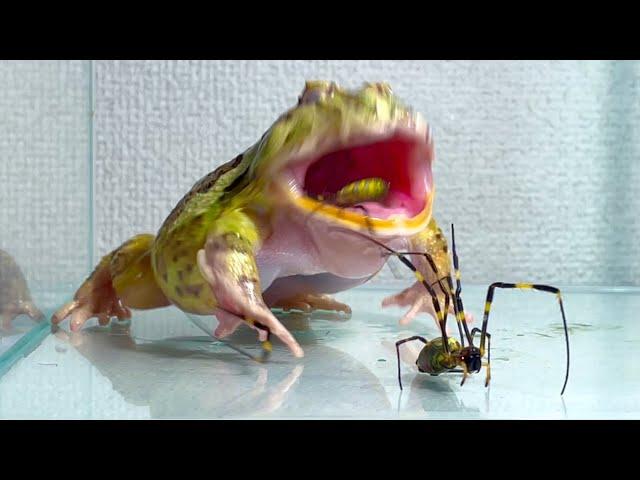 Frog attacking spiders one after another