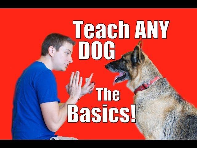 Dog Training 101: How to Train ANY DOG the Basics