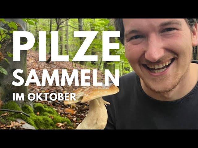 Pilze sammeln im Oktober 2024 - Die Steinpilze sind da (und viele andere Arten)