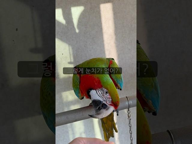 [루카월드] 앵무새도 마음이 있어요‍↔️  #parrot #반려동물