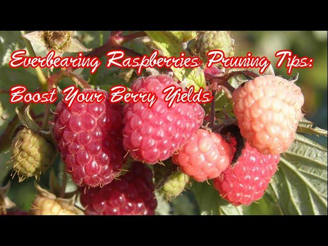 Everbearing Raspberry Pruning Tips: Boost Your Raspberry Yields