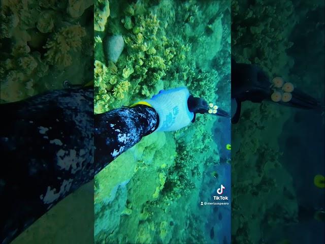 Had to turn the GoPro on. #guamlife #guamlife #guamlife #guam #spearo #spearfishing #paradise