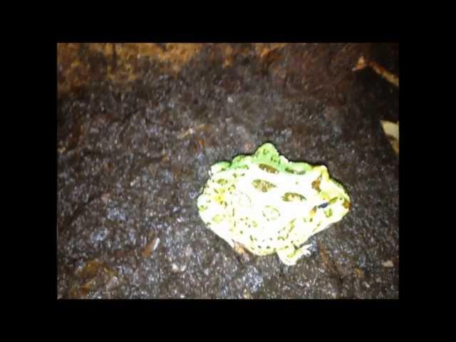 Horned Frog - Ceratophrys cranwelli (Peppermint) chillin' around after a big meal ;)