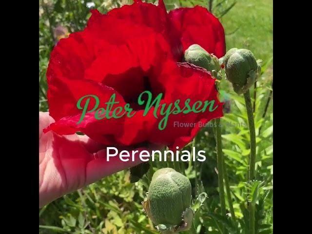 Hardy Perennials, Plants and Bare Root Perennials all at Peter Nyssen
