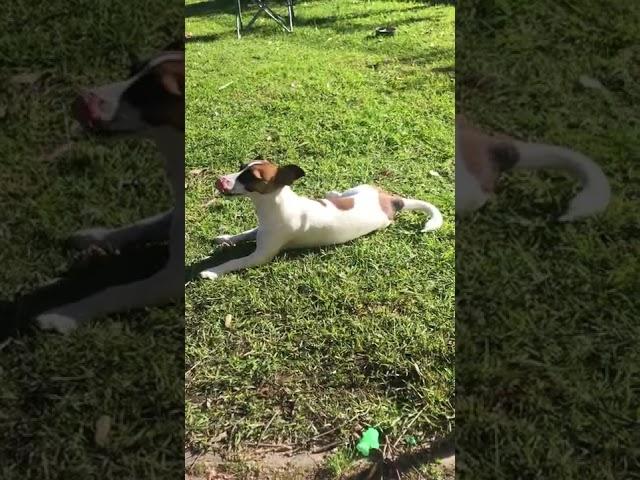 Polly is sun baking