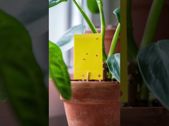 Tips To get Rid Of Gnats  #houseplants #plantgoals #indoorplants #easyplants #plantcare #plantroom