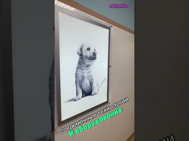 Супер современная клиника, г. Пермь #vet #vetvlog #dog