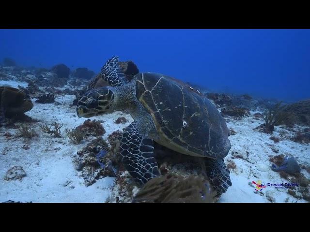 DIVING HIGHLIGHTS – Playa del Carmen (February 2025)