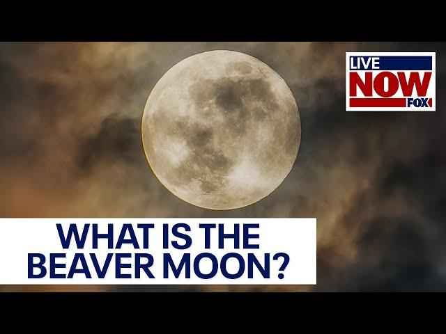 Beaver Moon: How and when to see the second-to-last full Moon of the year | LiveNOW from FOX