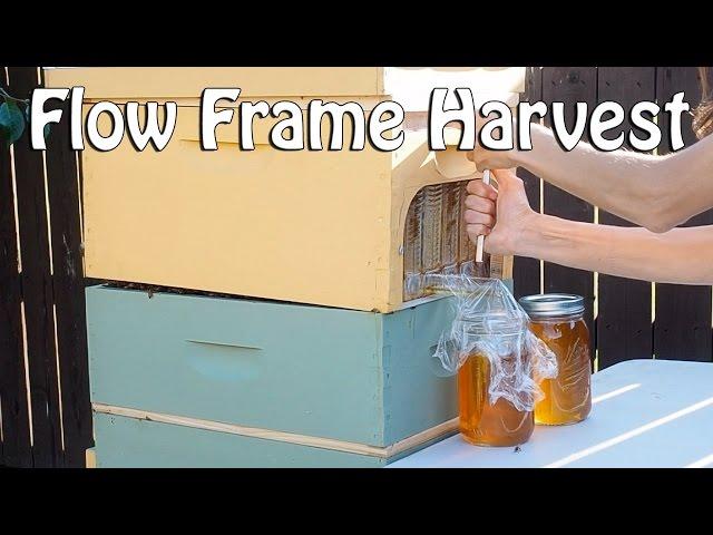 Flow Frame Honey Harvesting