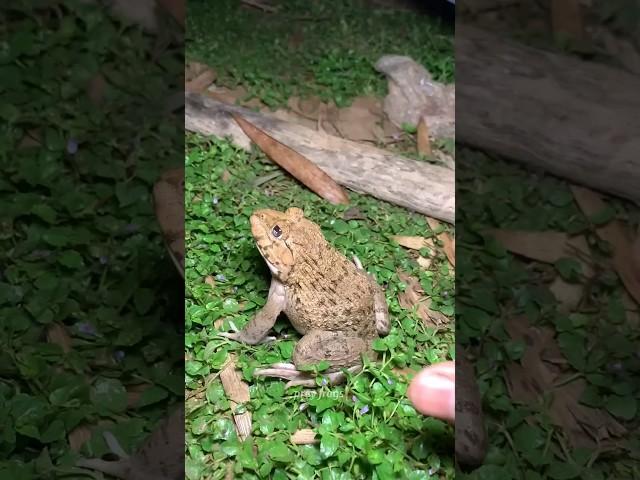 Funny frogs Catching I Wep wep catchingfrogs funny I boing catch frogs make youlaugh #shorts#p301