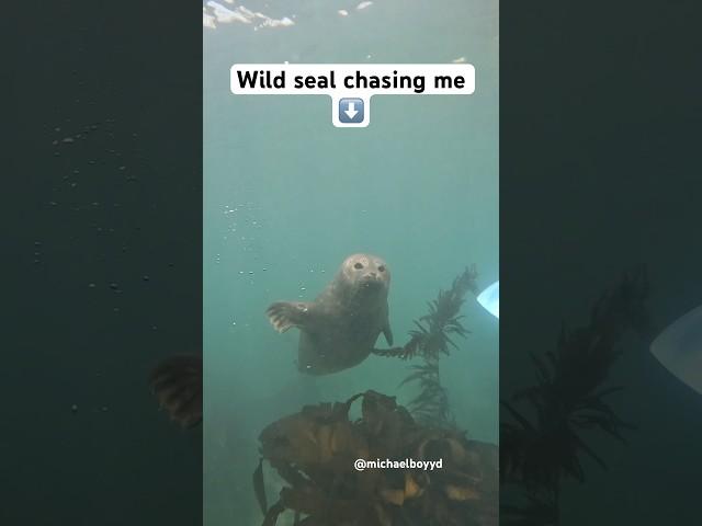 How to get chased by a seal