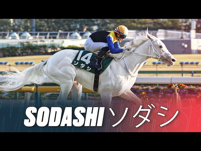 Pure White Racehorse! | The World's Most Beautiful Horse Sodashi ソダシ | 3 Breathtaking Wins In Japan!