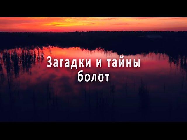 Загадки и тайны болот. Что говорят о них современные учёные? #интересное