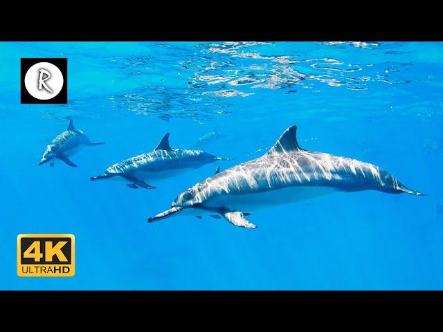   Beautiful Sounds of Dolphins & Whales | Meditative Nature Sounds for Harmony & Deep Sleep 4K