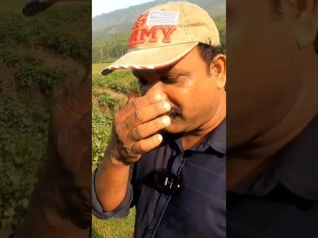 munnar #shorts  #shortsviral  #mjtechtravel