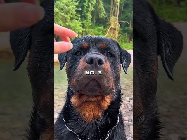 Meet the CRAZIEST Dogs on the Planet!