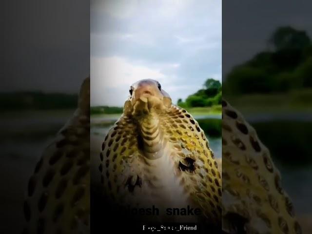 cobra snake rescue in shorts video