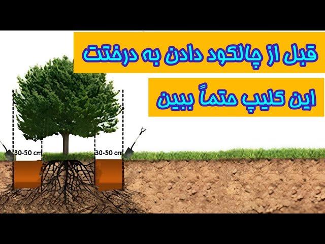 قبل از چالکود دادن به درختت این کلیپ حتماً ببین